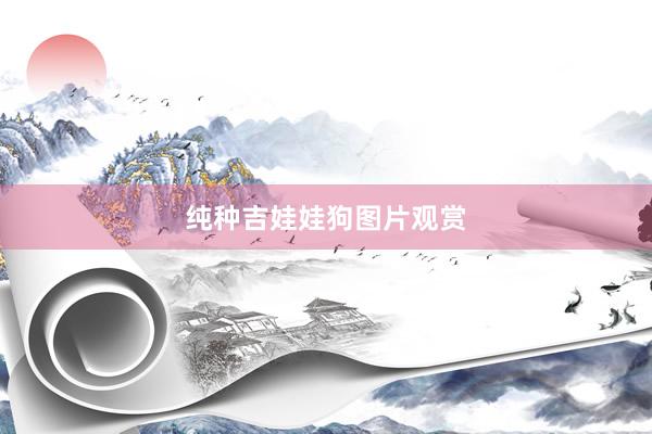 纯种吉娃娃狗图片观赏
